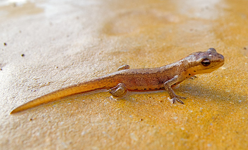 Newts as ecological warning signs: what they reveal about wetland health 