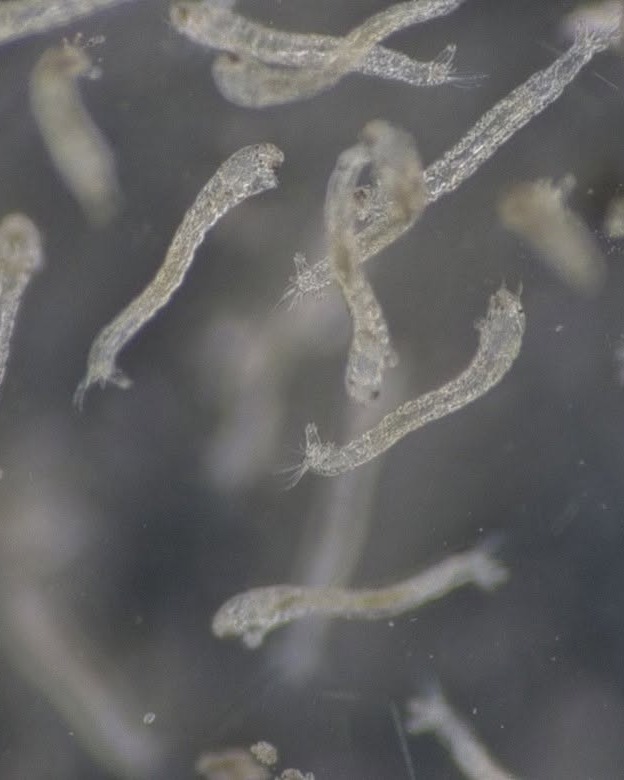 BLKI_arvaszunyogok_larvai