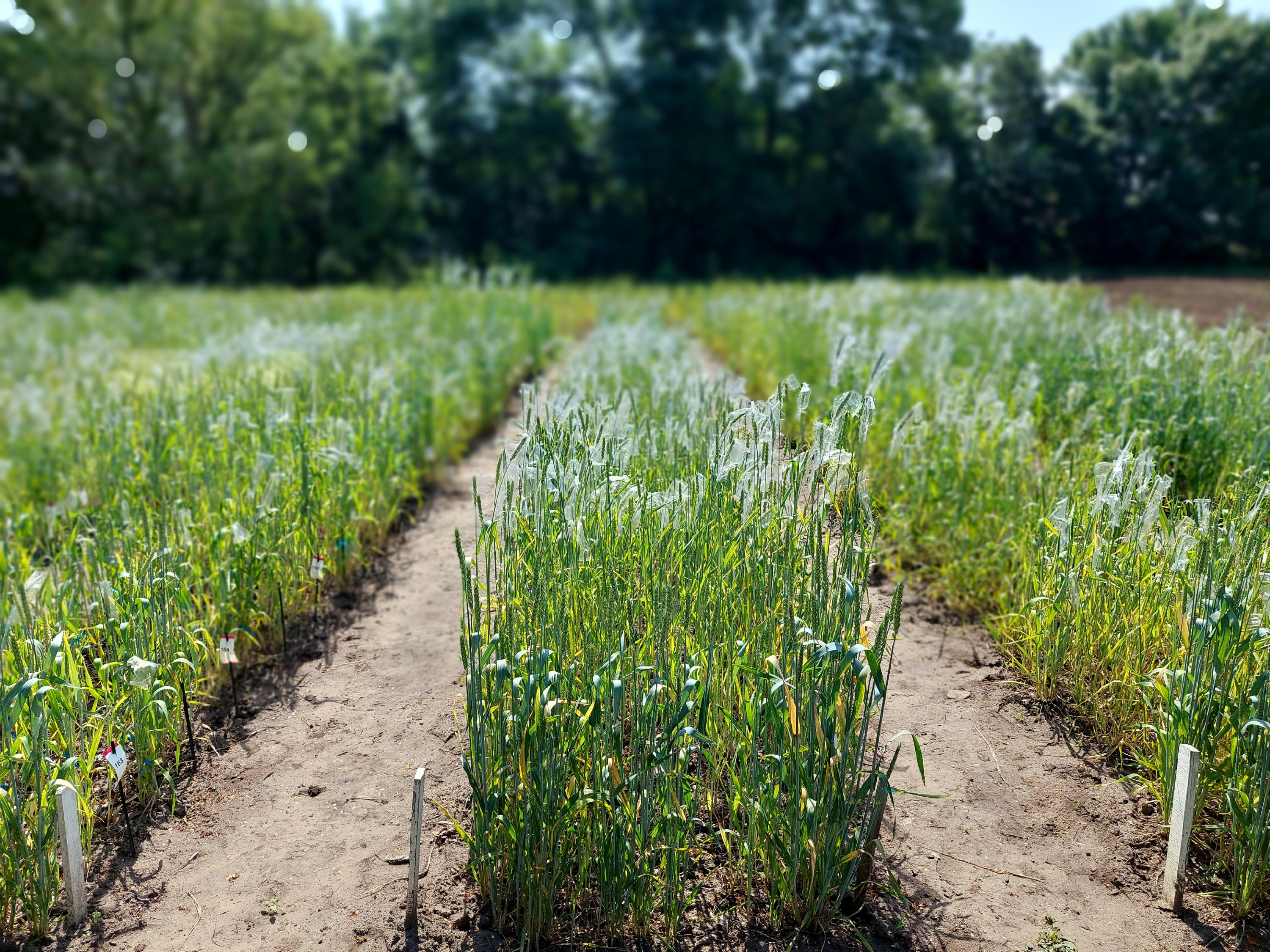 ATK_szárazságtűrő búza_Génmegőrzési csoport tenyészkertje_