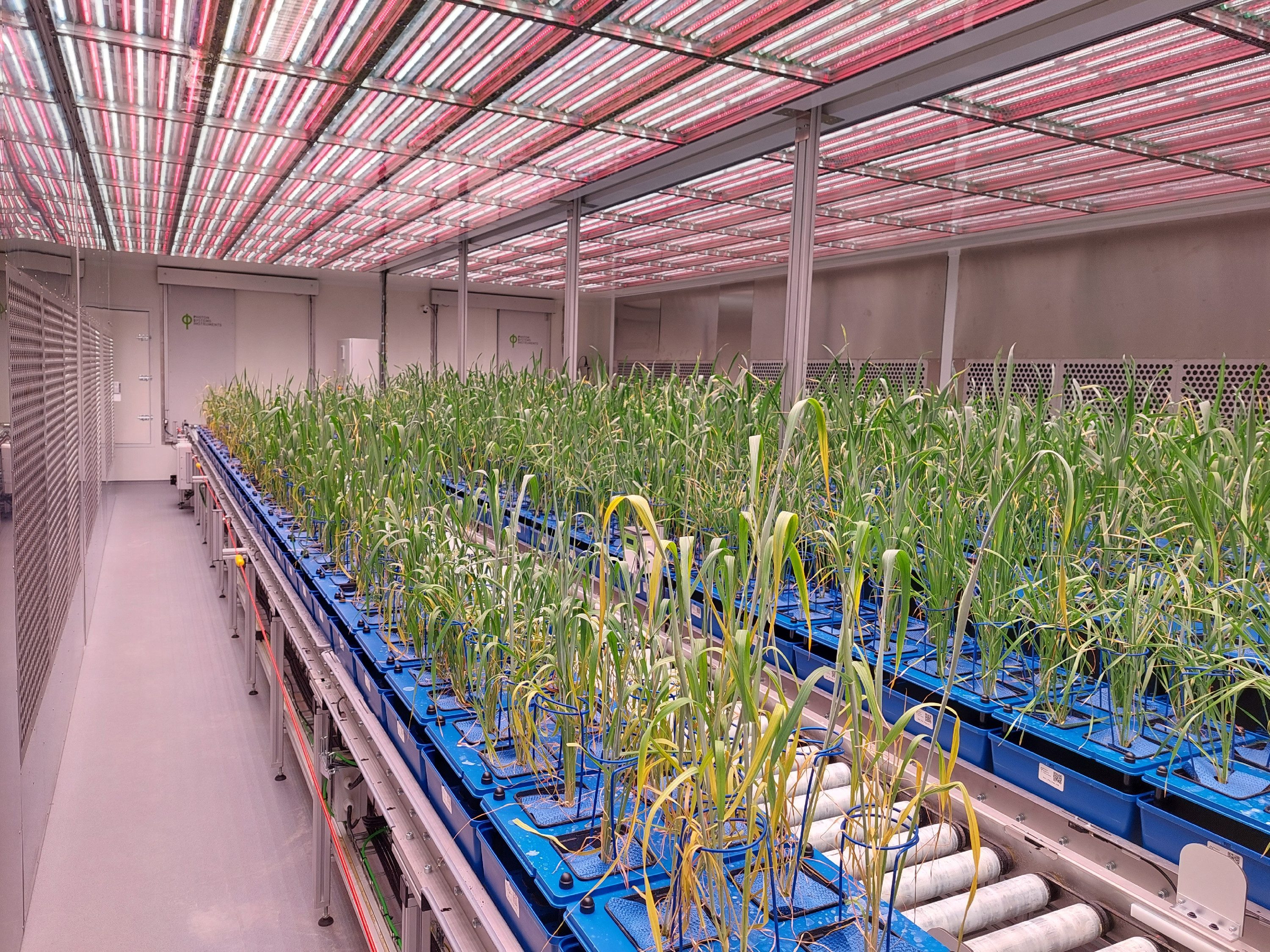 ATK_szárazságtűrő búza_szarazsagturesi_kiserlet