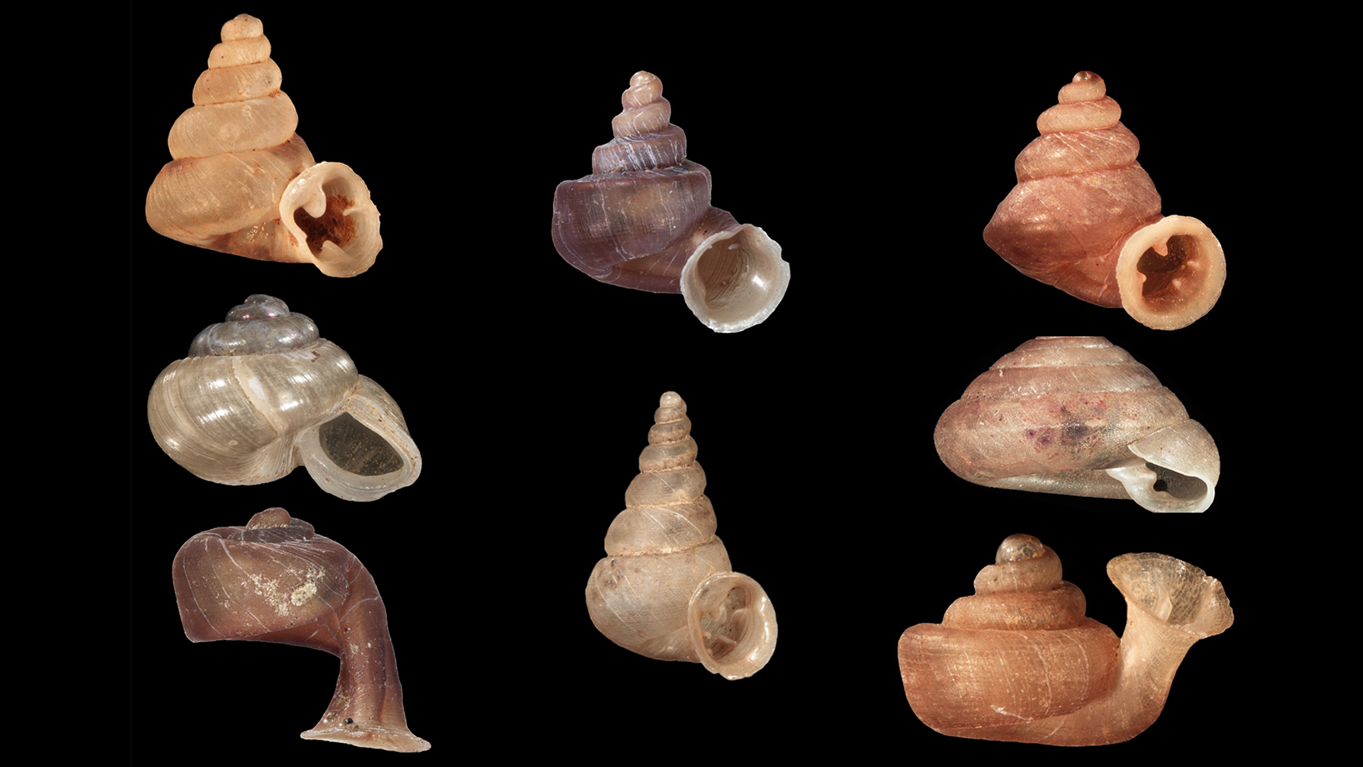 Researchers from HUN-REN ATK discovered 90 previously unknown animal species in 2025