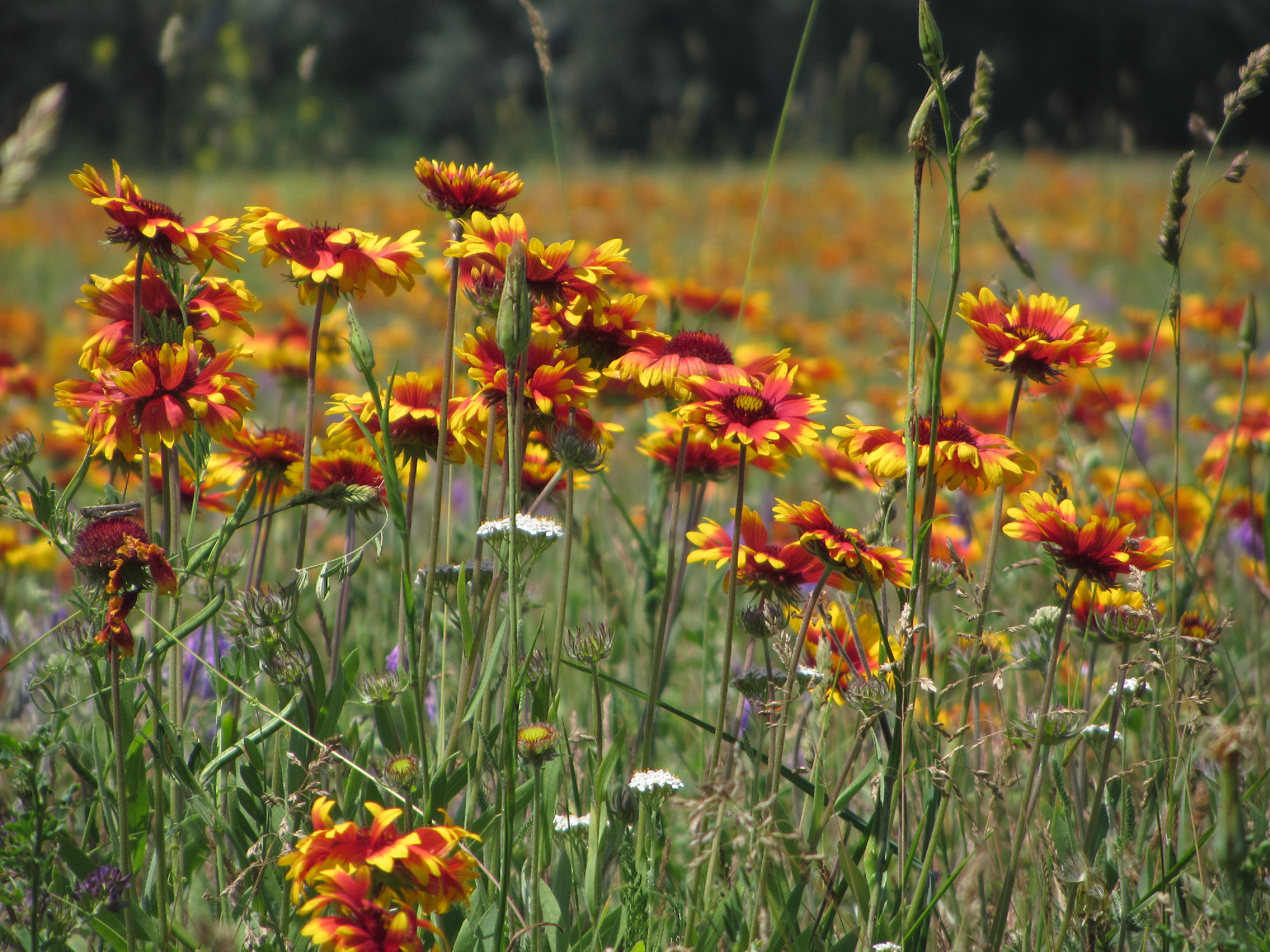 Az inváziós fajok terjedését és kezelését bemutató kiadványt jelentetett meg a HUN-REN Ökológiai Kutatóközpont