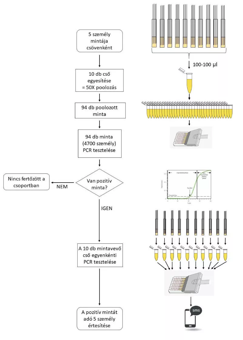 Szegedi Biológiai Kutatóközpontban fejlesztett RT-qPCR tesztelési eljárás