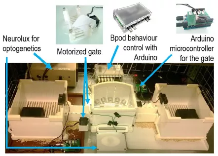 Novel method developed at IEM further improves efficiency and reliability of cognitive experiments on rodents