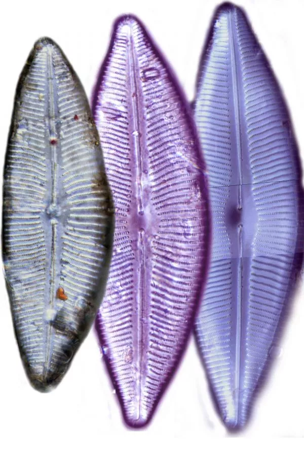 Before the 1960s, many large diatoms were deposited in the sediment. The picture shows three specimens of the diatom of Cymbopleura inaequalis on a light microscope