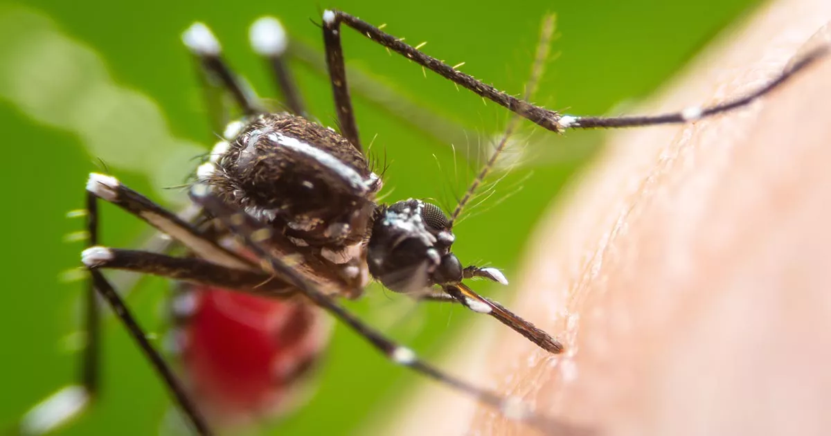 Asian tiger mosquito could spread dangerous pathogens: nationwide survey to continue with help of local population