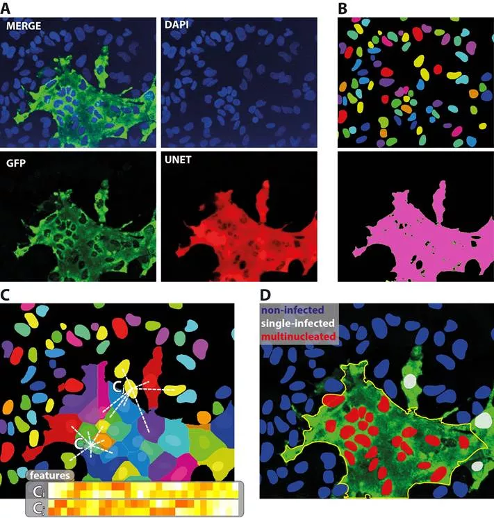Új utat nyit a koronavírus elleni védekezésben az SZBK-ban fejlesztett mesterséges intelligencia segítségével felfedezett receptor