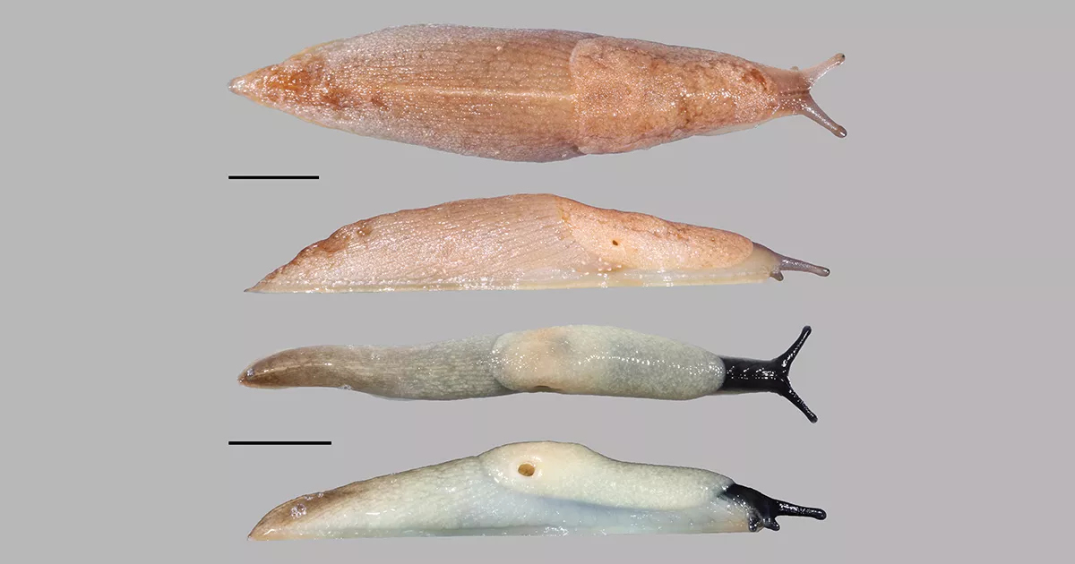 Two new invasive slug species have been discovered in Hungary