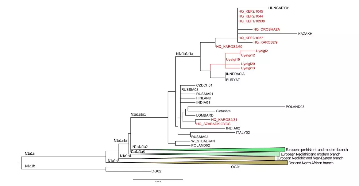 Az N1a1a1a1a mitokondriális haplocsoport filogenetikai fája