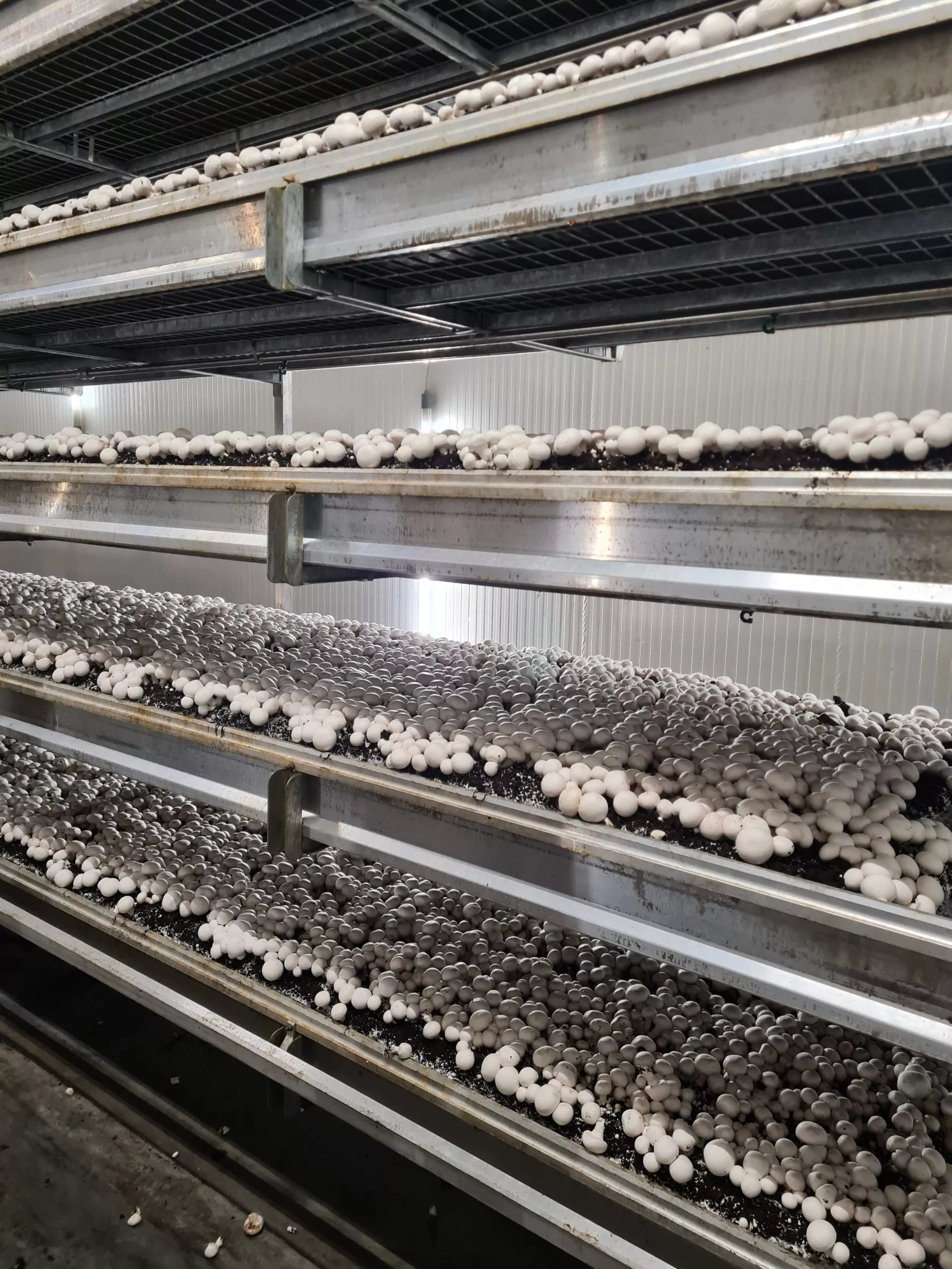 Holland típusú gombaház: bio csiperkegomba