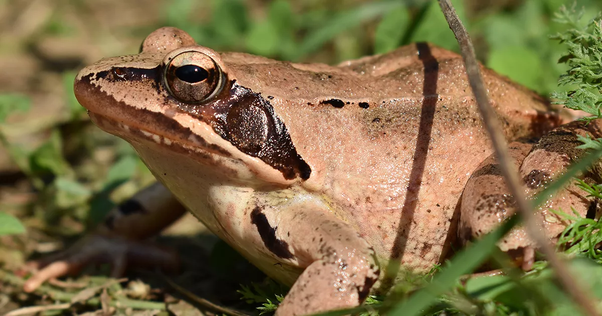 Photo: Bálint Bombay