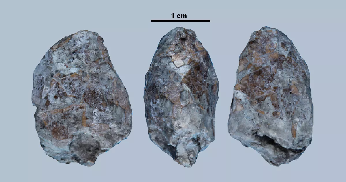 Various views of the first Hungarian, 85 million-year-old tiny dinosaur eggPhoto: Márton Szabó