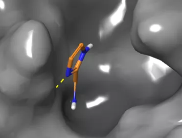 Az összefogás ereje: magyar kutatók részvételével nyílik meg az út az eddigieknél hatékonyabb koronavírus-gyógyszerekhez