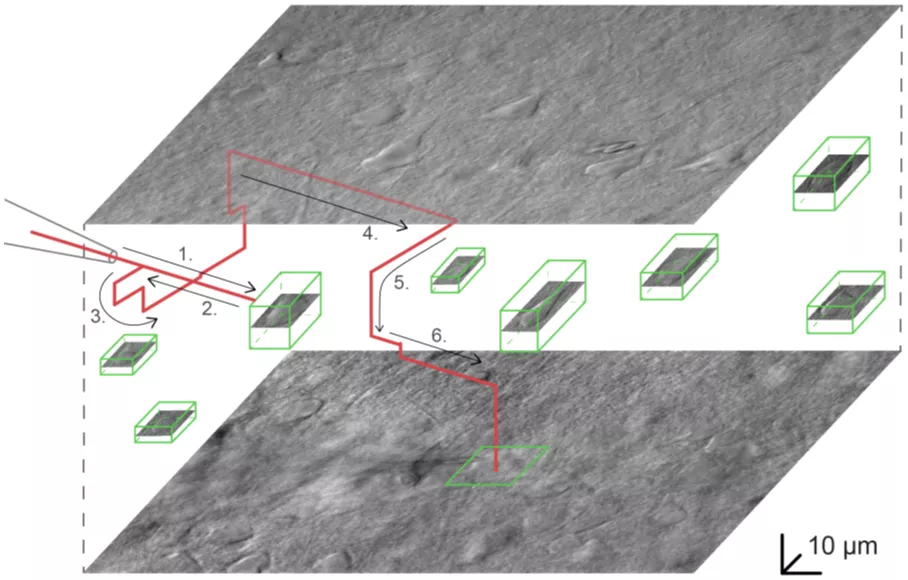 Szegedi kutatók legfejlettebb mesterséges intelligencián alapuló egyedülálló új eljárása lehetővé teszi az agysejtek működésének minden eddiginél alaposabb vizsgálatát