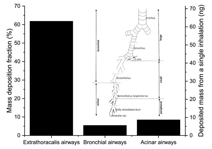 Az eredmények alapján megfogalmazott ajánlások hozzájárulhatnak a COVID-19 betegség súlyosbodásának elkerüléséhez
