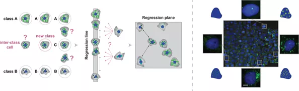 Az SZBK munkatársai j szintre emelték a mesterséges intelligencia alapú biológiai képelemzést