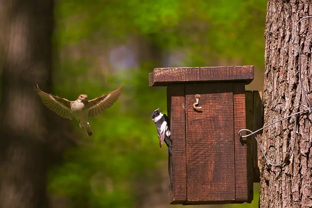 CER researchers investigated the courtship behaviour of a small migratory passerine