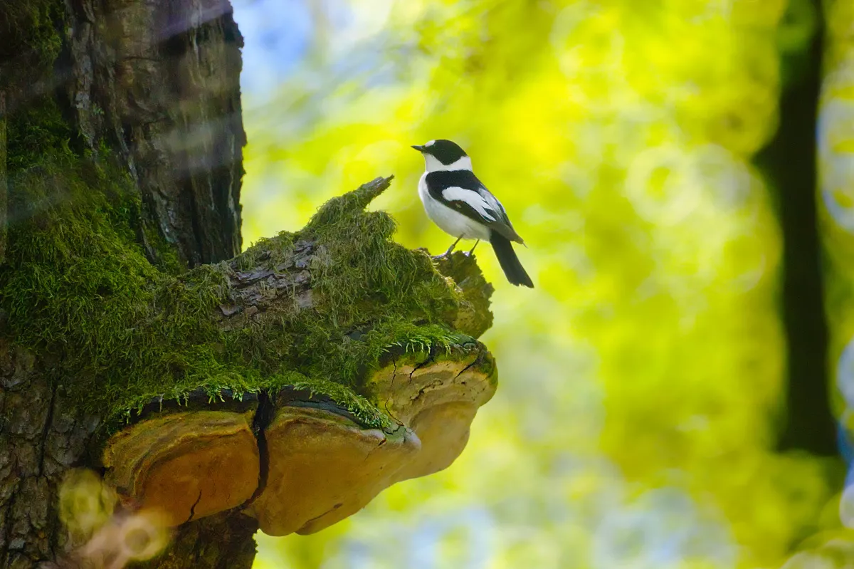 CER researchers investigated the courtship behaviour of a small migratory passerine