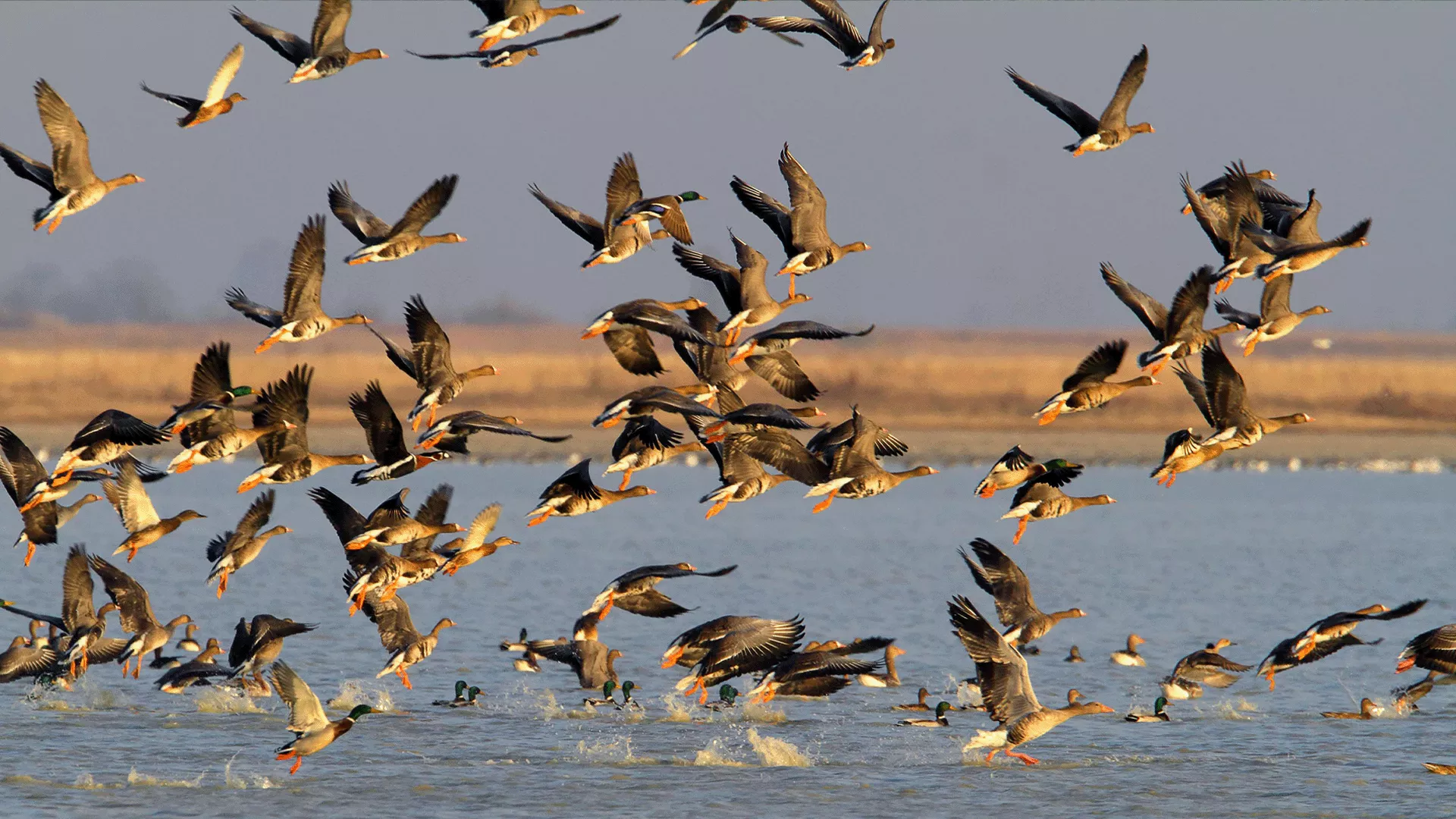 Under leadership of CER researchers, role of waterfowl in spread of aquatic bacteria and unicellular microeukaryotes investigated using DNA-based methods