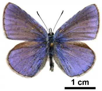 EK-CER researchers have investigated the photocatalytic properties of hybrid nanostructures produced using butterfly wings coated with zinc oxide