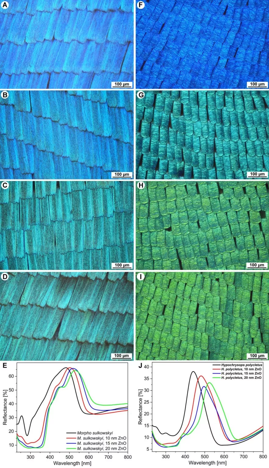 EK-CER researchers have investigated the photocatalytic properties of hybrid nanostructures produced using butterfly wings coated with zinc oxide