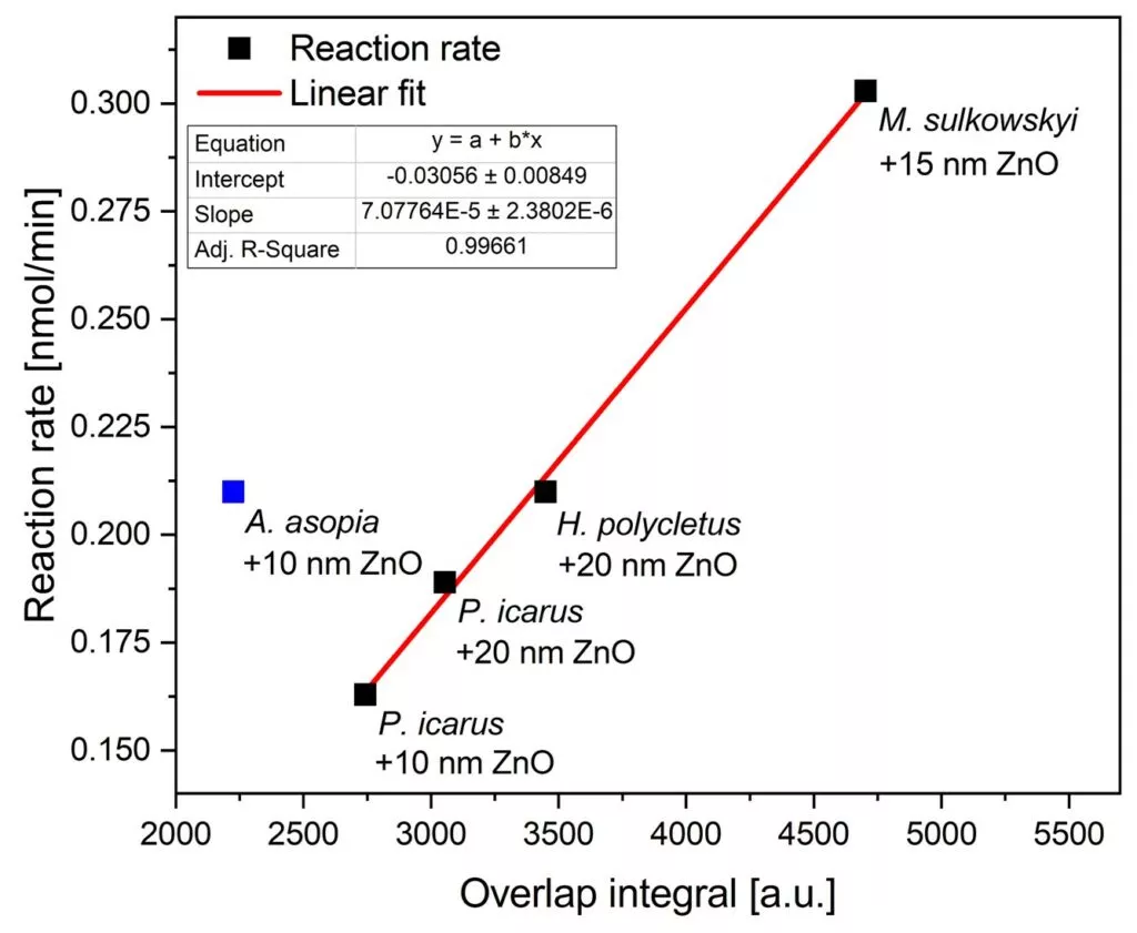 EK-CER researchers have investigated the photocatalytic properties of hybrid nanostructures produced using butterfly wings coated with zinc oxide