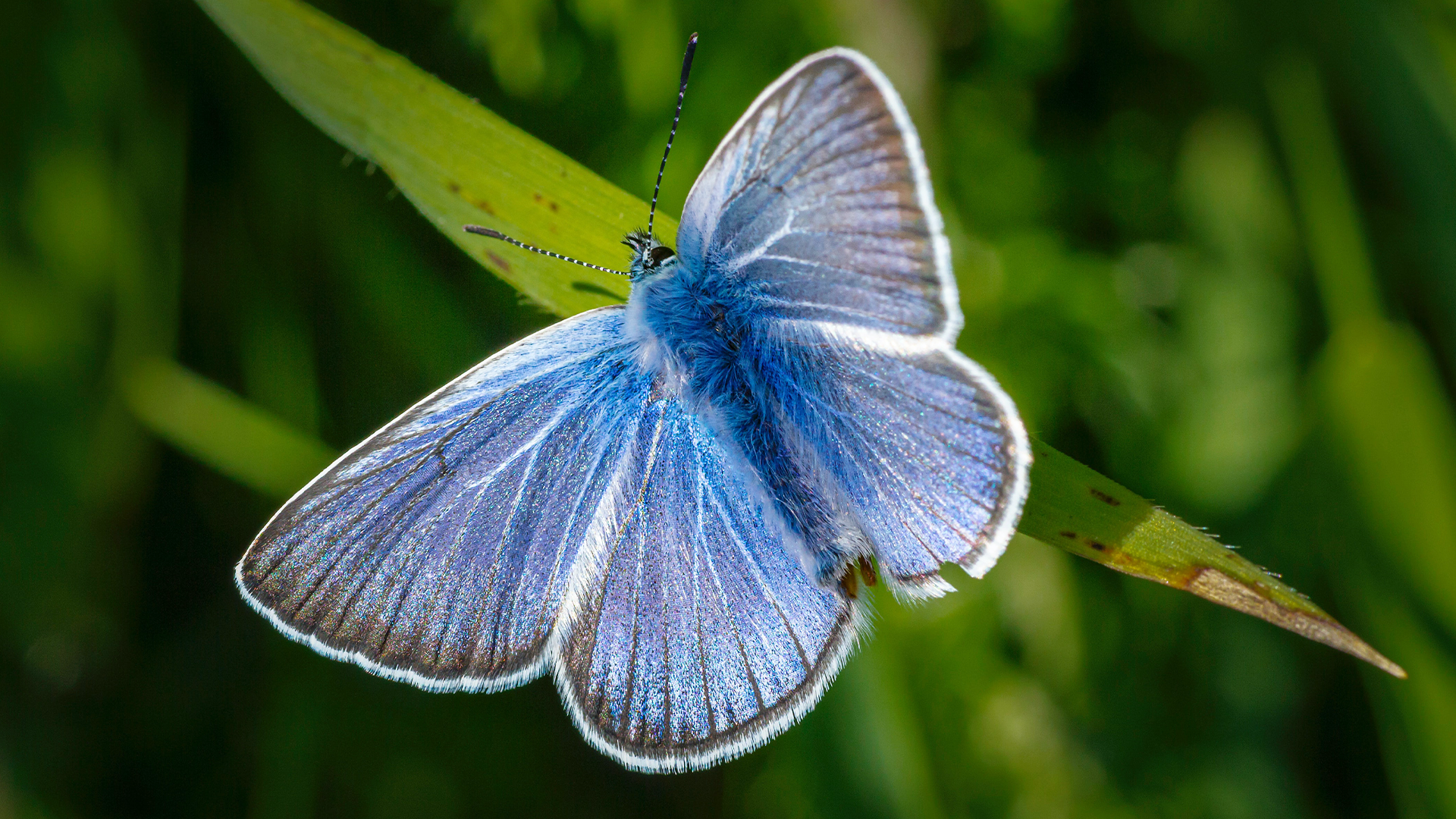 EK-CER researchers have investigated the photocatalytic properties of hybrid nanostructures produced using butterfly wings coated with zinc oxide