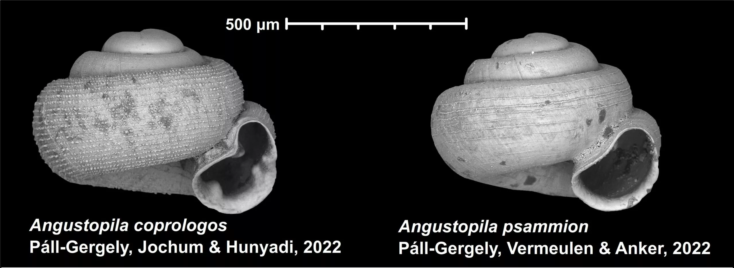 Az ATK kutatójának vezetésével most fedezték fel a világ két legkisebb szárazföldi csigafaját
