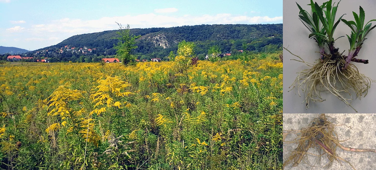 ATK (Centre for Agricultural Research) researchers demonstrate application of bioctive materials of alien goldenrod species as environmentally friendly compounds for protecting plants