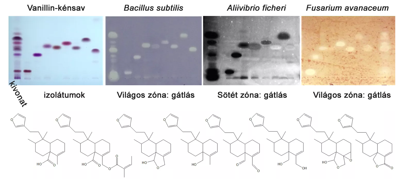 ATK (Centre for Agricultural Research) researchers demonstrate application of bioctive materials of alien goldenrod species as environmentally friendly compounds for protecting plants
