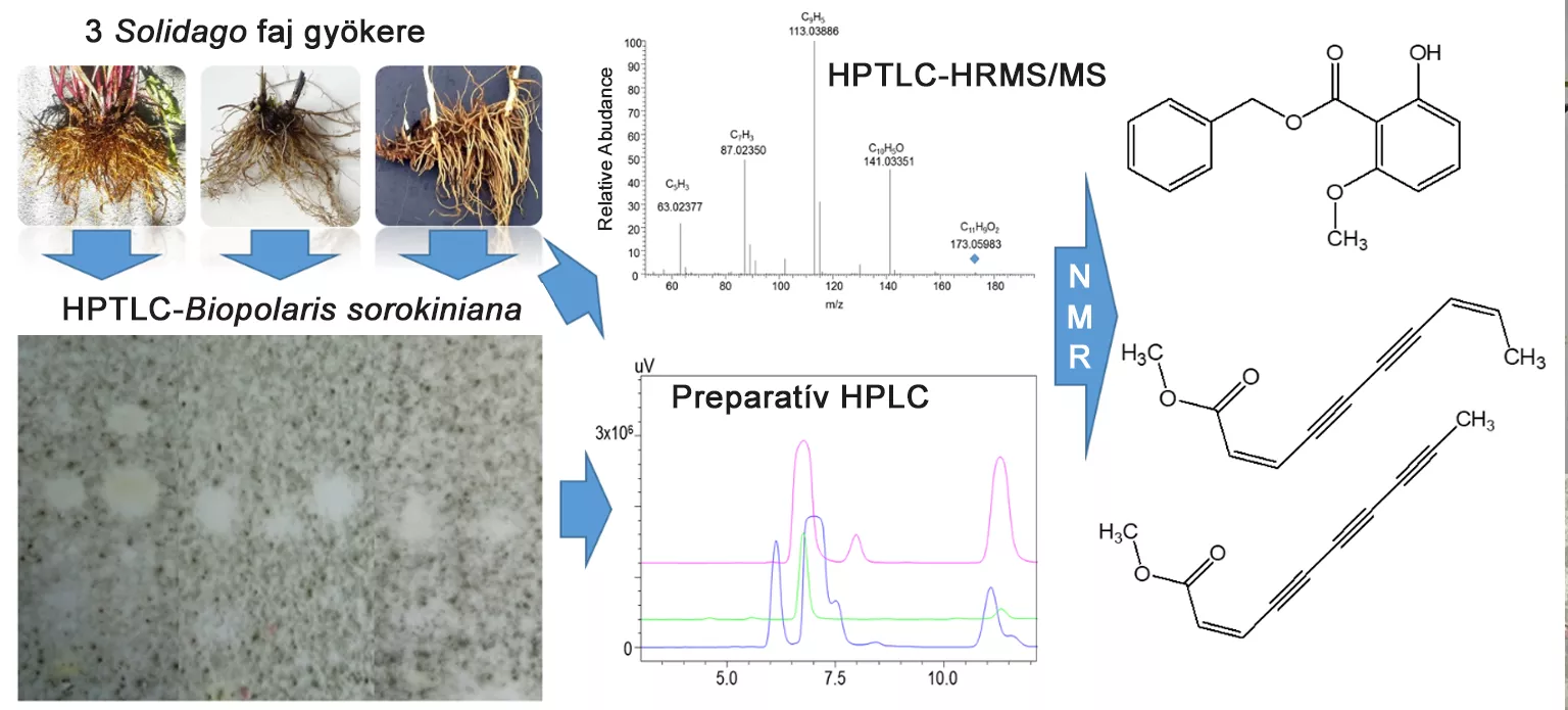 ATK (Centre for Agricultural Research) researchers demonstrate application of bioctive materials of alien goldenrod species as environmentally friendly compounds for protecting plants