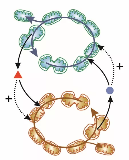 CER researchers investigate the role of microbial cooperation in the development of higher levels of organization