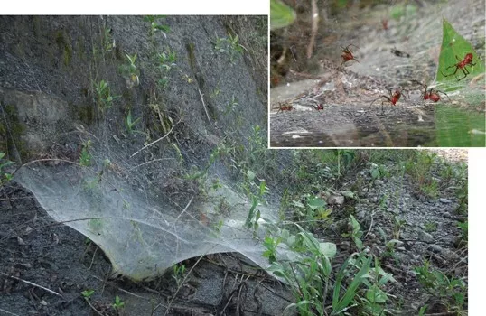 CER researchers show effect of habitat characteristics on spread of species by examining spider colonies with different social behavior