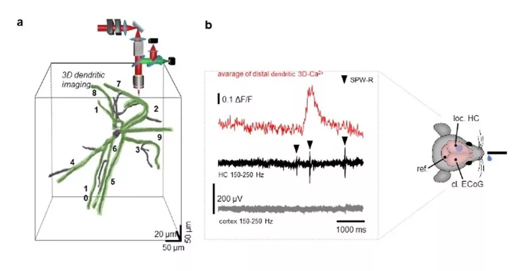 IEM - Hungarian researchers uncovered a new aspect of neuronal plasticity