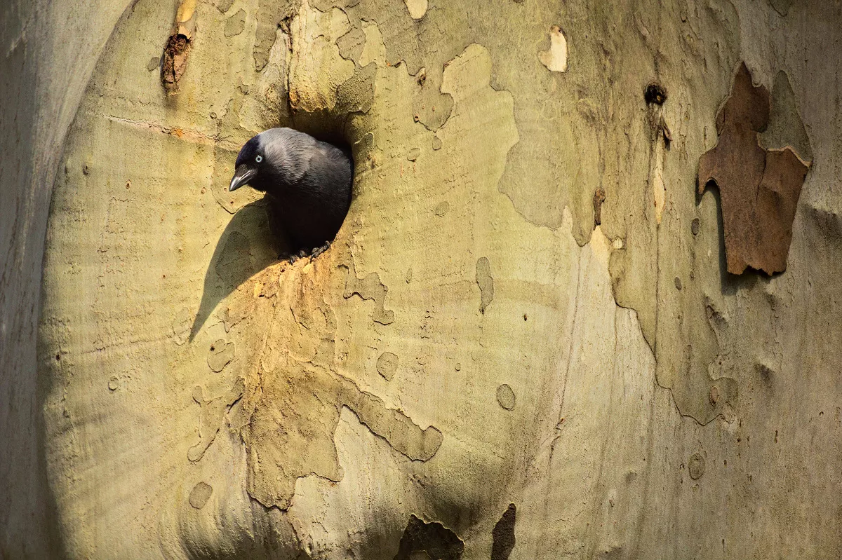 Az ÖK kutató-főigazgatójának részvételével zajló nemzetközi kutatás kimutatta, hogy a világ madarai egyre korábban költenek a klímaváltozás miatt