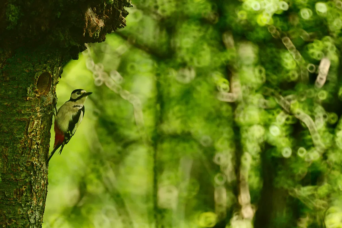 Az ÖK kutató-főigazgatójának részvételével zajló nemzetközi kutatás kimutatta, hogy a világ madarai egyre korábban költenek a klímaváltozás miatt
