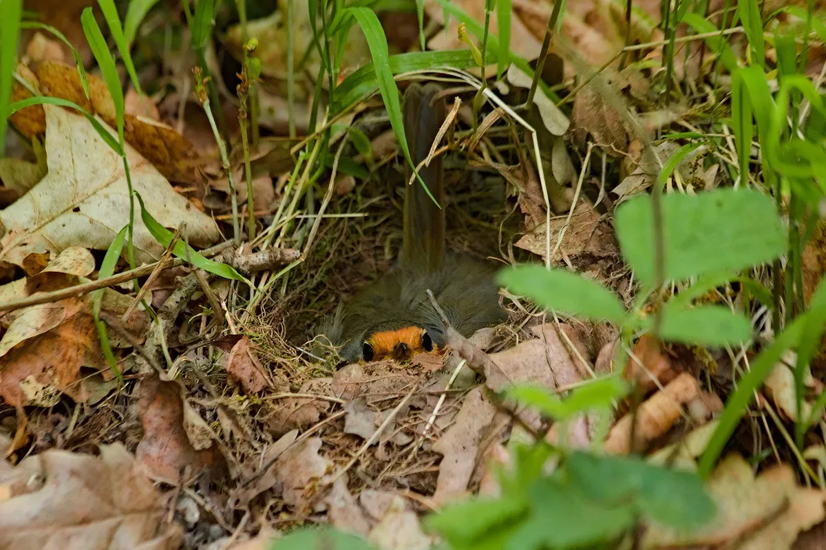 Az ÖK kutató-főigazgatójának részvételével zajló nemzetközi kutatás kimutatta, hogy a világ madarai egyre korábban költenek a klímaváltozás miatt