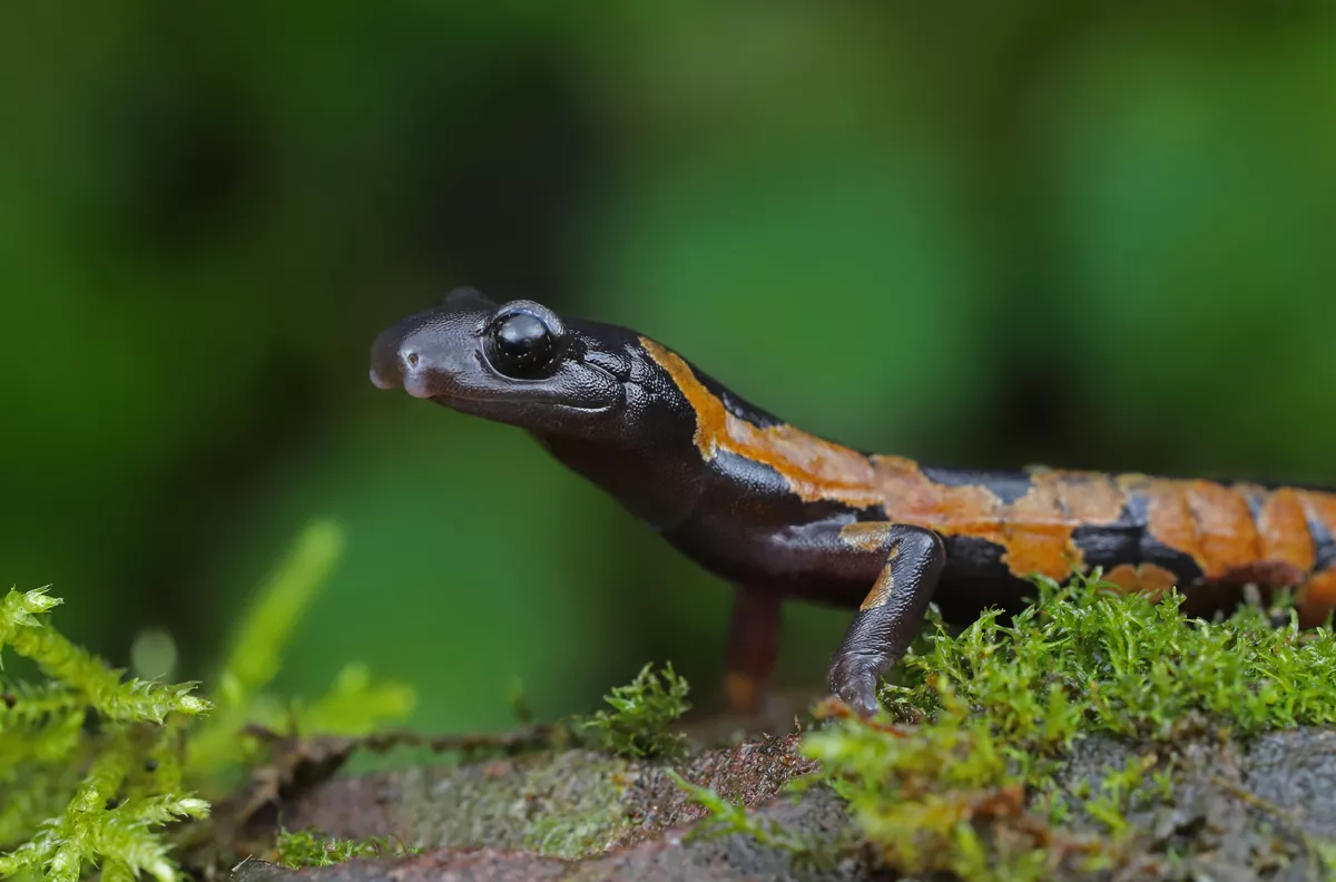 DE Reproductive Strategies Research Group and the Centre for Ecological Research (CER) - salamanders