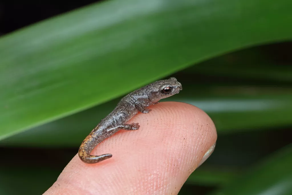 DE Reproductive Strategies Research Group and the Centre for Ecological Research (CER) - salamanders