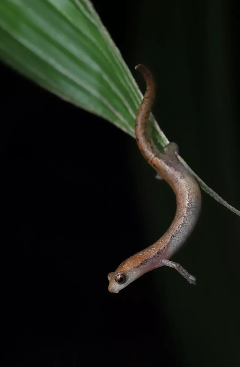 DE Reproductive Strategies Research Group and the Centre for Ecological Research (CER) - salamanders