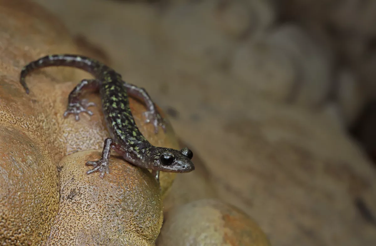DE Reproductive Strategies Research Group and the Centre for Ecological Research (CER) - salamanders
