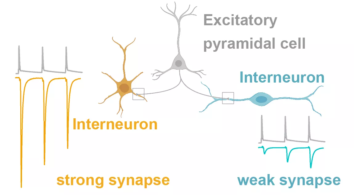 IEM excitatory synaptic strength