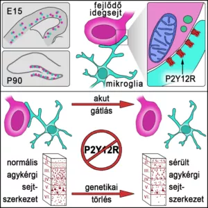 Nurturing developing neurons: How microglia, the main immune cells of the brain contribute to brain development by interacting with newborn neurons