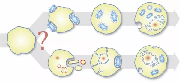 CER evolutionary biologist summarizes research findings on formation of cells with a nucleus