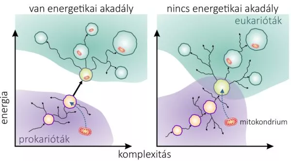 CER evolutionary biologist summarizes research findings on formation of cells with a nucleus