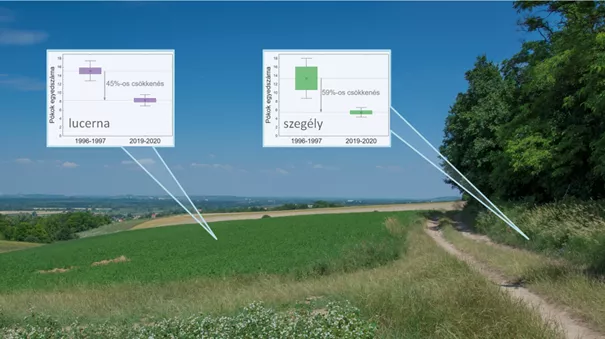 ATK (Centre for Agricultural Research) and CER researchers highlight significant decline in beneficial spiders in agricultural fields