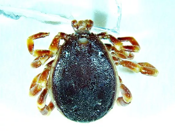 Hungarian researchers discovered a reproducing population of the African tick species Hyalomma rufipes in Hungary.