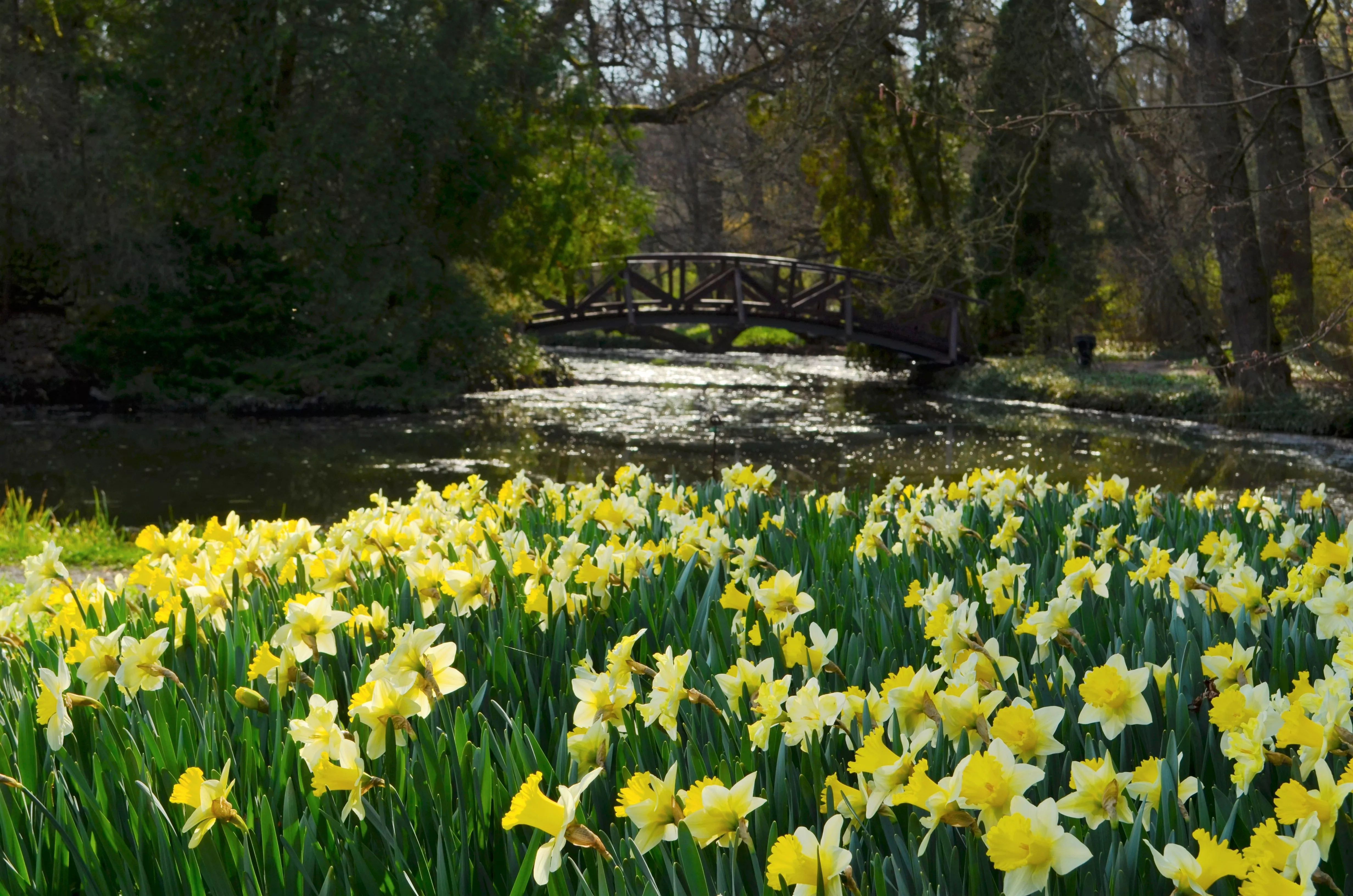 Ökológiai Kutatóközponthoz (ÖK) tartozó vácrátóti Nemzeti Botanikus Kert munkatársai 2022 őszén összesen húszezer nárciszhagymát ültettek el