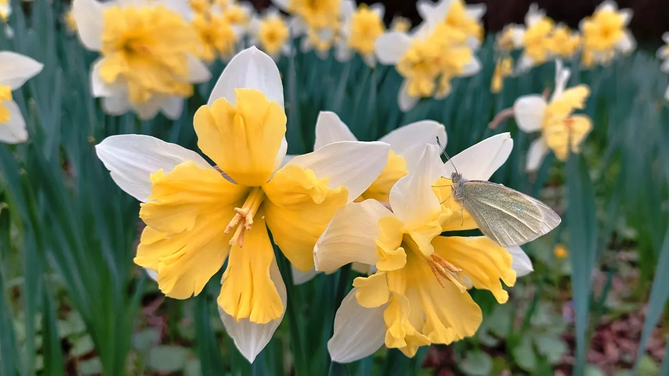 Ökológiai Kutatóközponthoz (ÖK) tartozó vácrátóti Nemzeti Botanikus Kert munkatársai 2022 őszén összesen húszezer nárciszhagymát ültettek el