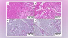 DE and ELKH researchers develope new drug compounds for cardiovascular and cancer therapies